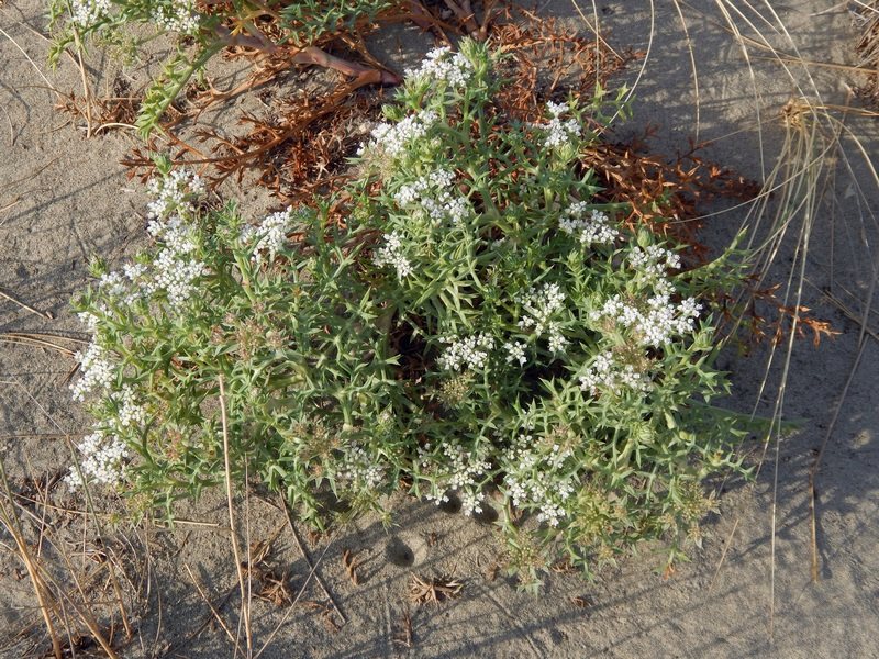 Echinophora spinosa / Finocchio litorale spinoso